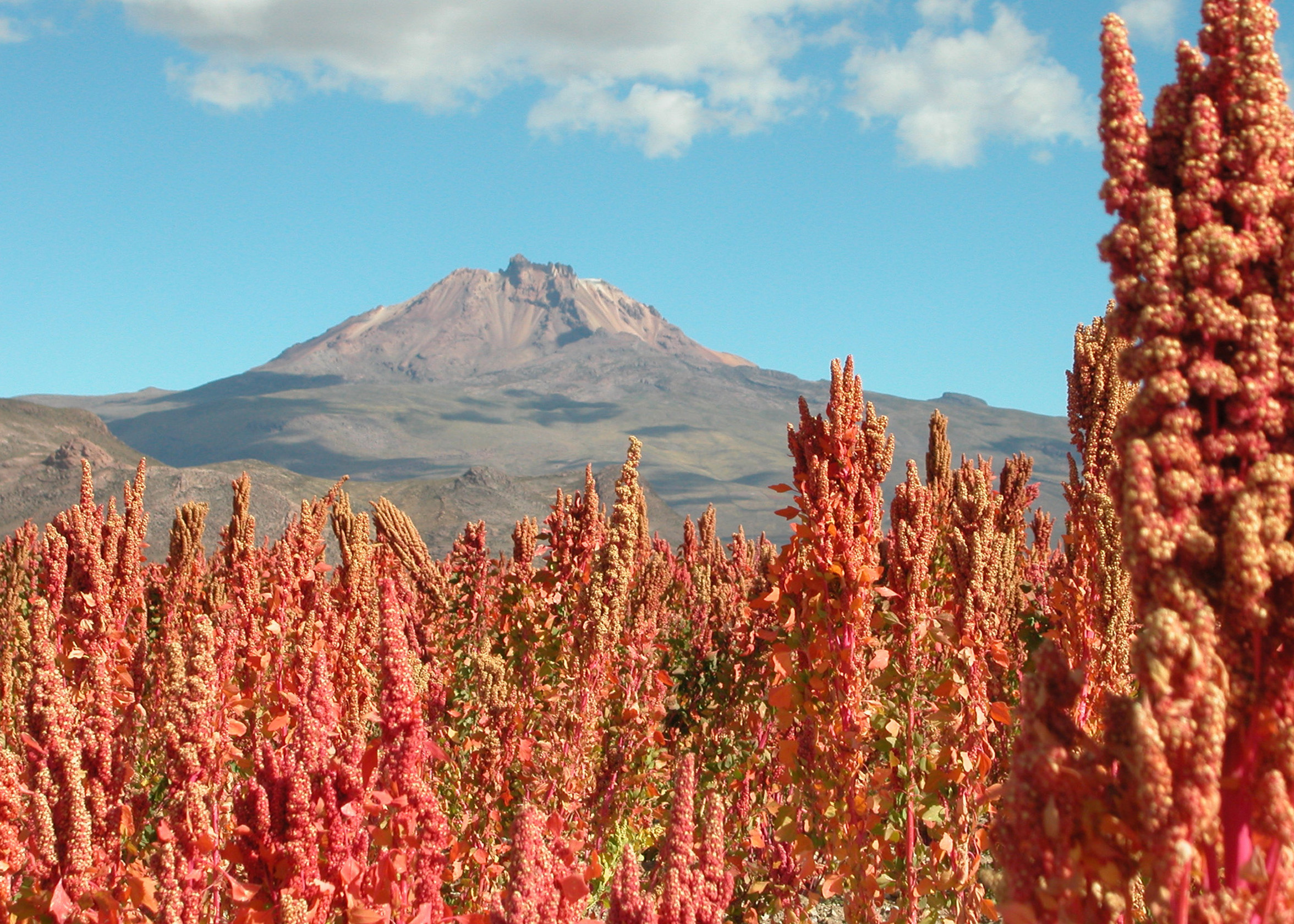Quinoa: Economic Growth Hindering Economic Development? – COHA