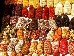 Organic Quechua Corn